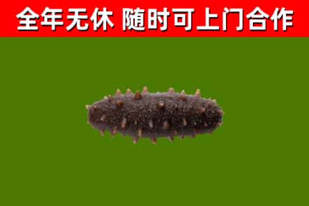 龙凤区回收海参干